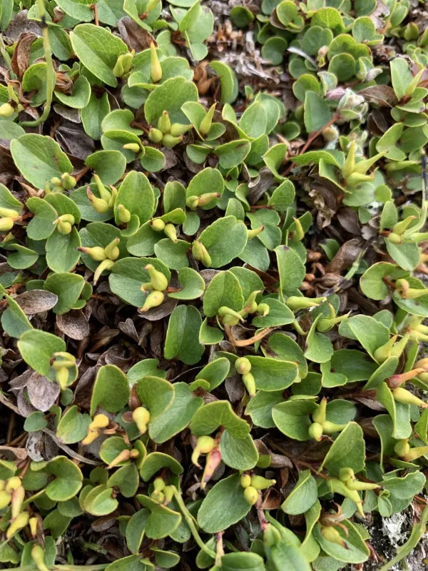 Coin-leaf willow