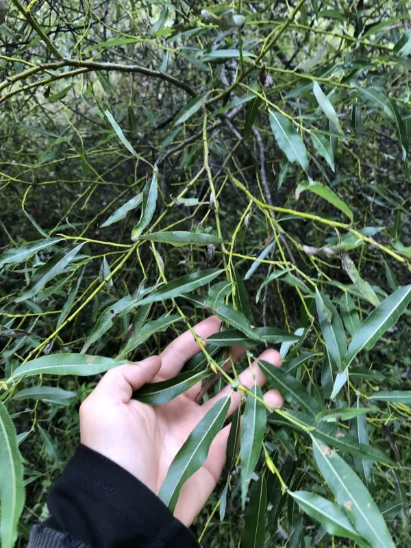 Rorida willow