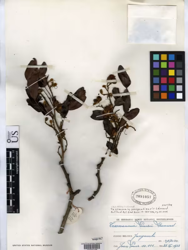 Tessmannia yangambiensis