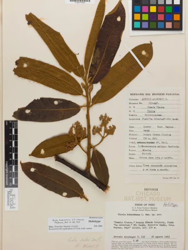 Virola albidiflora