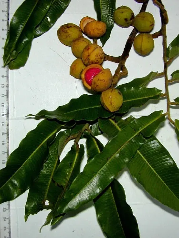 Virola flexuosa