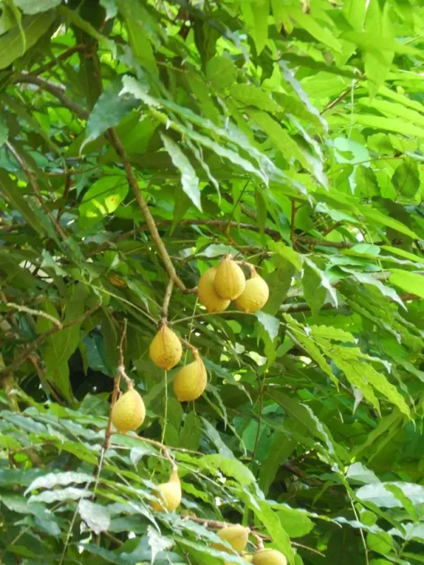 Vouacapoua macropetala