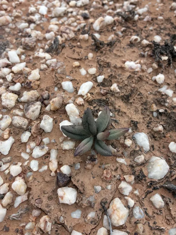 Adromischus marianiae