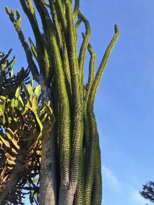 Alluaudia procera