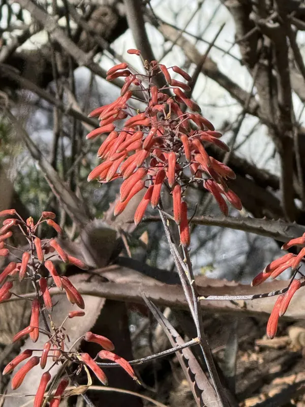 Aloe chabaudii x Aloe marlothii hybrid