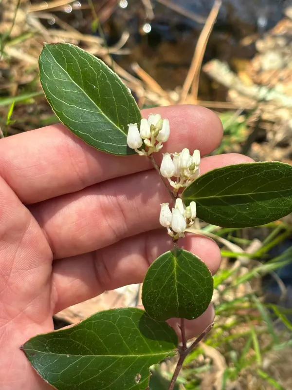 Leucothoe hybrid