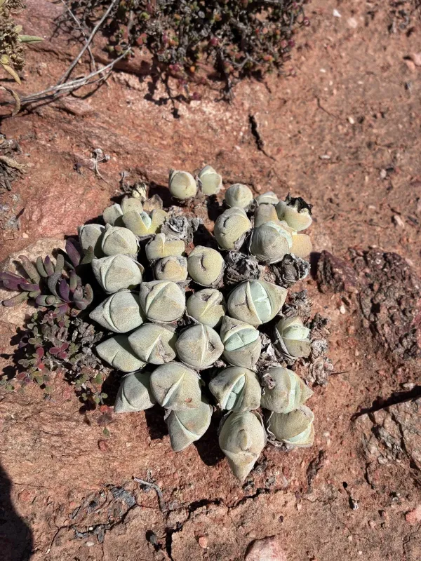 Cheiridopsis pillansii