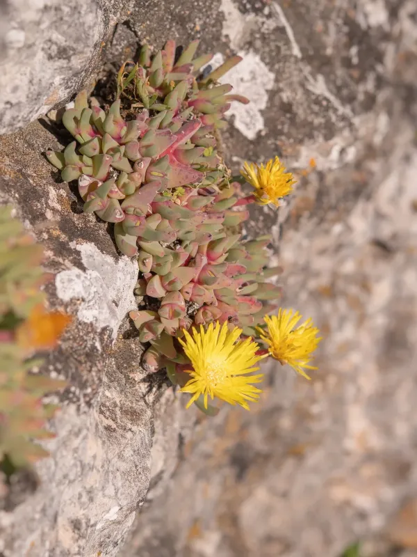 Cheiridopsis rostrata