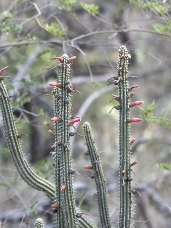 Cleistocactus morawetzianus