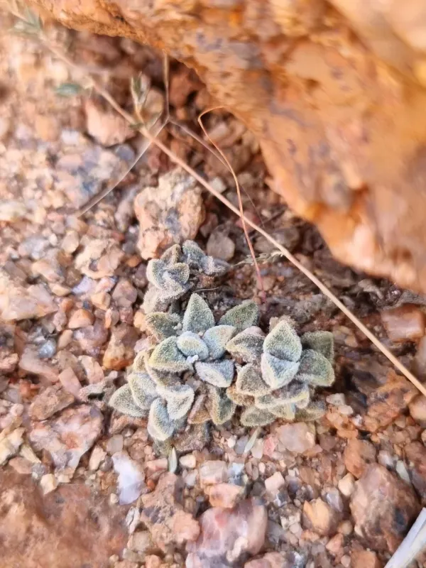 Crassula ausensis