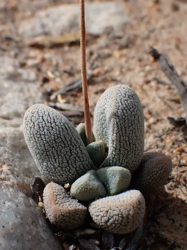 Crassula tecta
