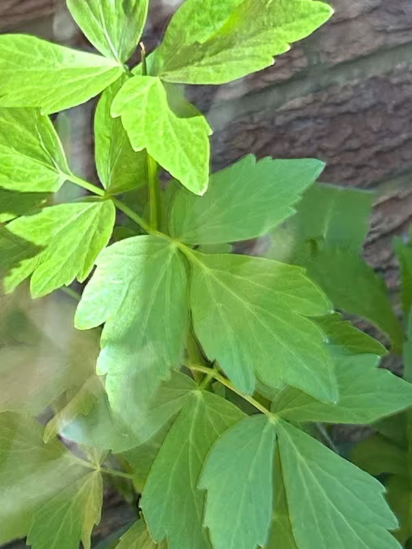Lovage