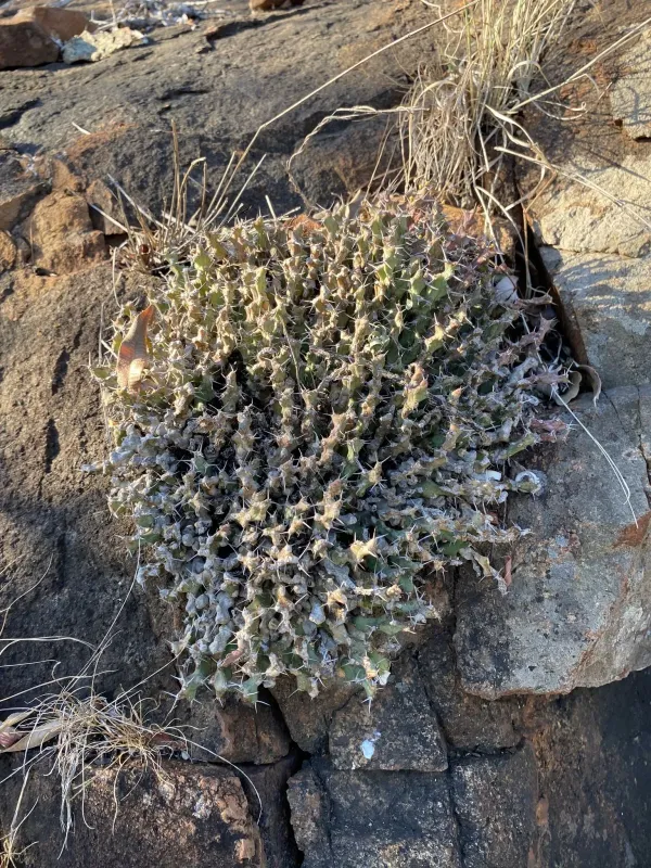 Euphorbia clivicola