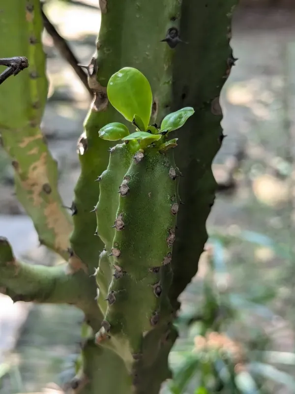Euphorbia royleana