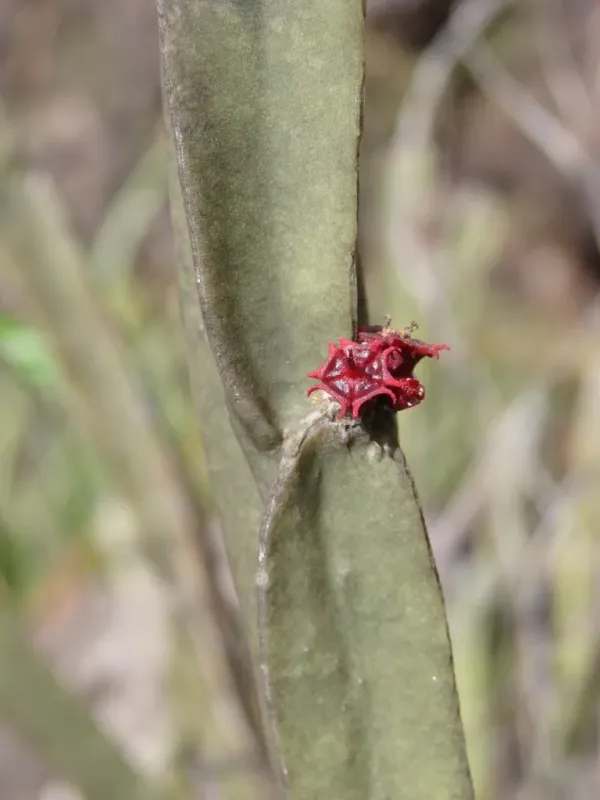 Euphorbia sipolisii
