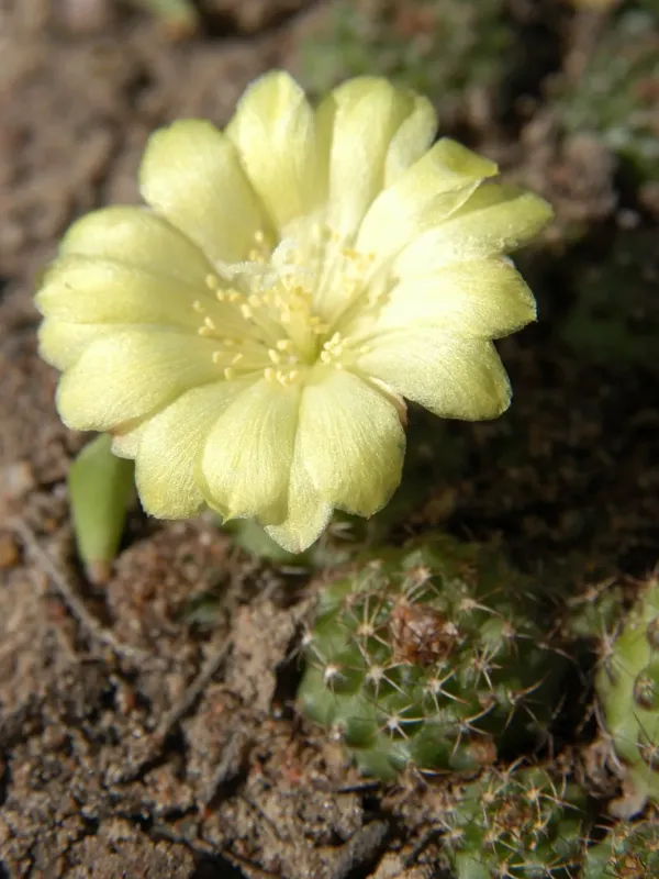 Frailea schilinzkyana