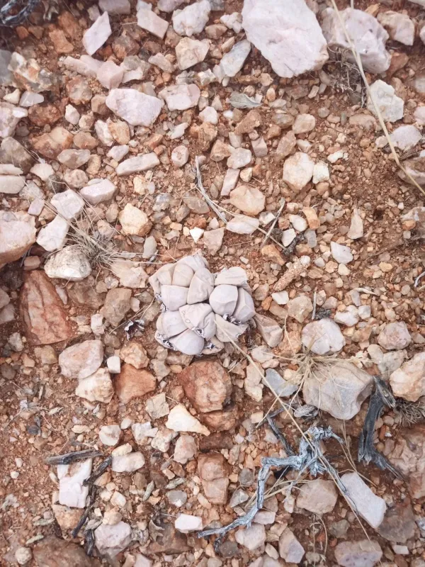 Lapidaria margaretae