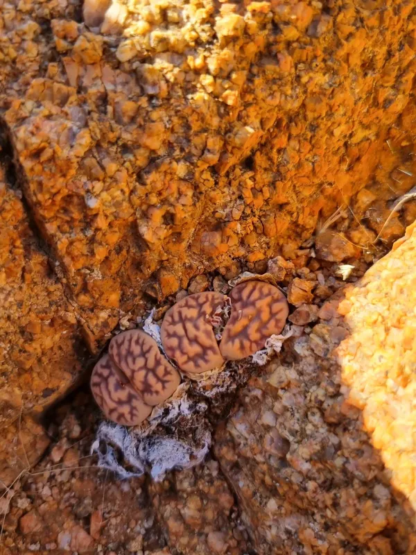 Lithops karasmontana