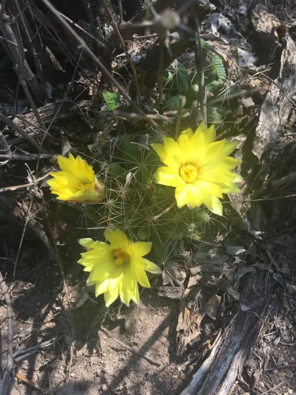 Mammillaria longimamma