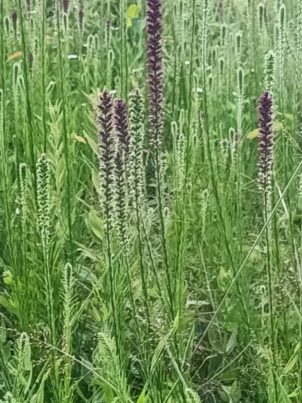 Ліатріс колосковий