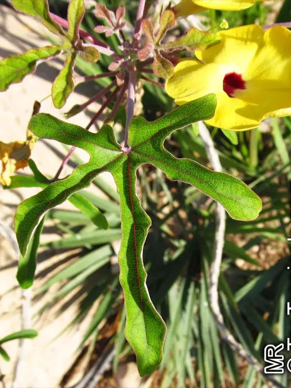 Uncarina roeoesliana