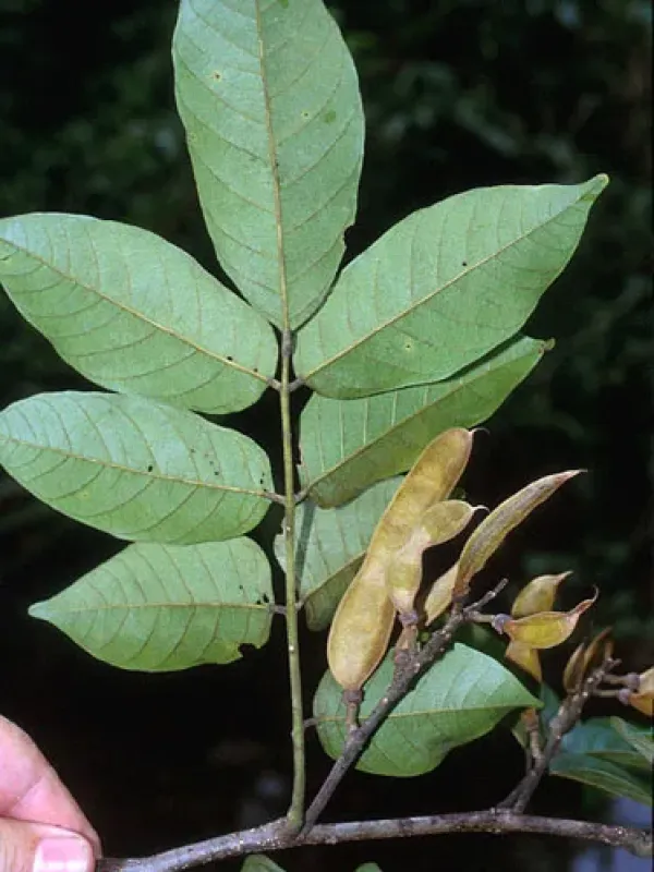 Lonchocarpus domingensis