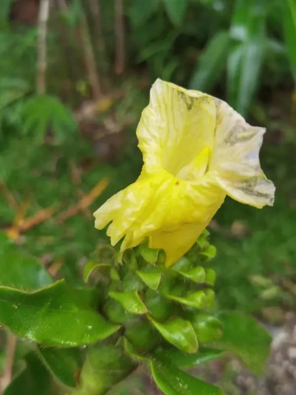 Costus villosissimus