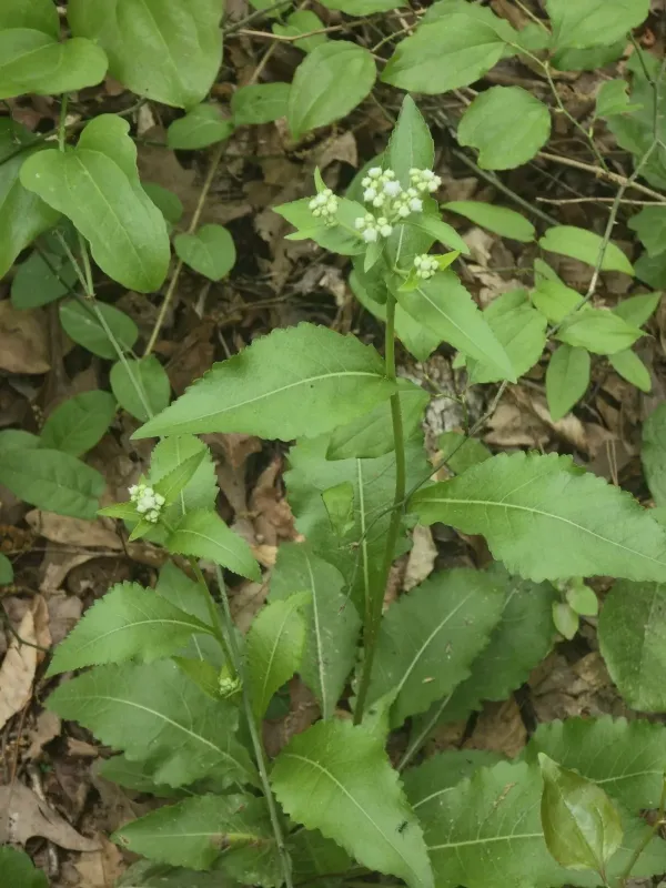 American feverfew