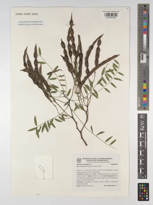 Sesbania longifolia
