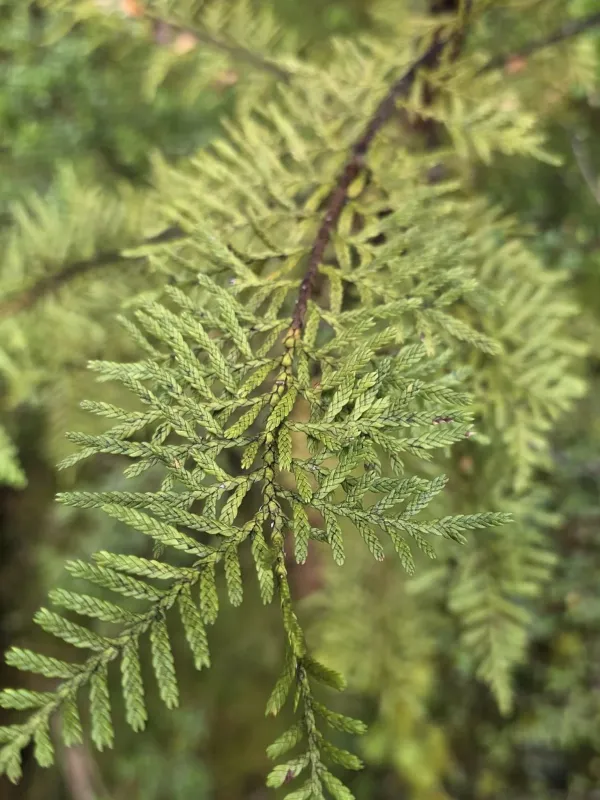 Pāhautea