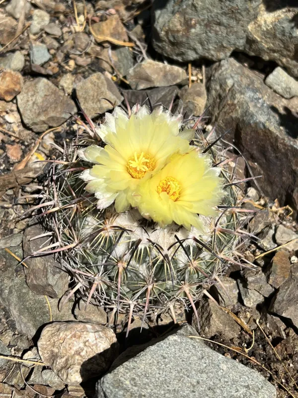 Coryphantha tripugionacantha