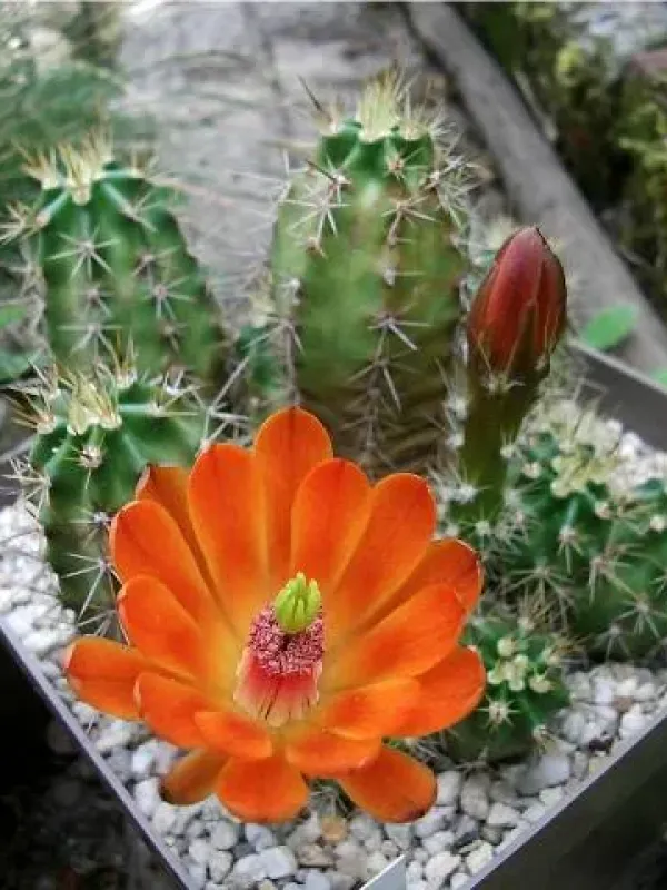 Echinocereus salm-dyckianus