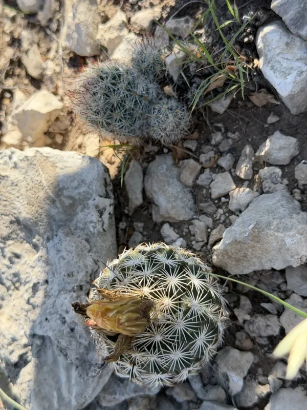 Pelecyphora emskoetteriana
