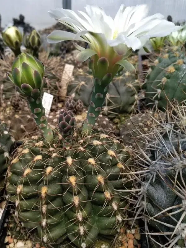 Gymnocalycium platense