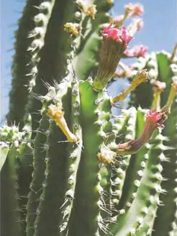 Cephalocereus euphorbioides