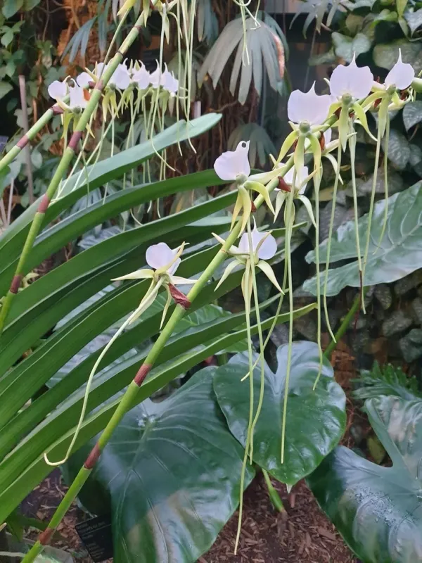 Angraecum longicalcar
