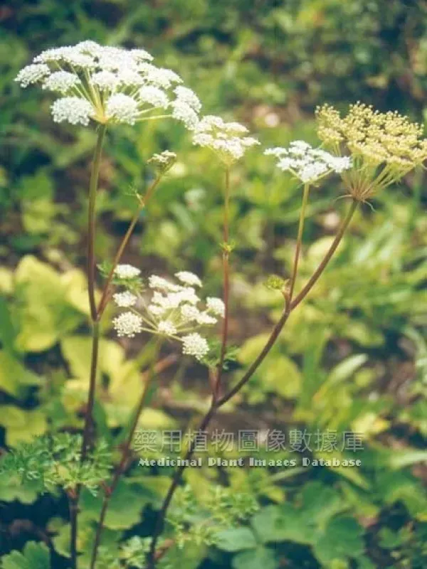 Ligusticum sinense