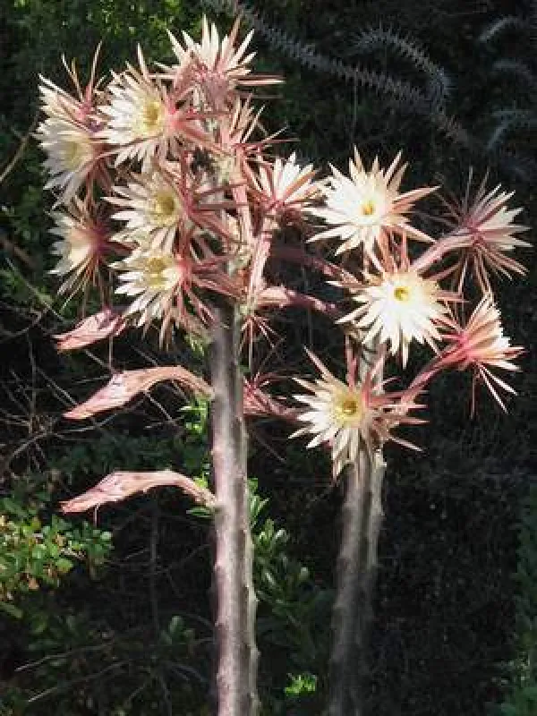 Acanthocereus maculatus
