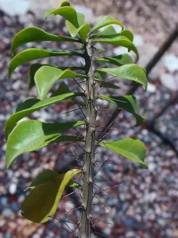 Leuenbergeria zinniiflora