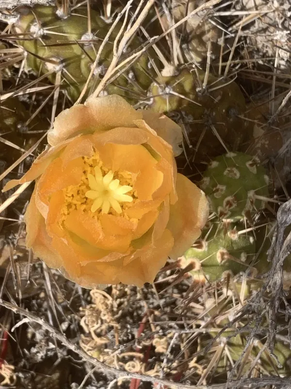 Maihueniopsis darwinii