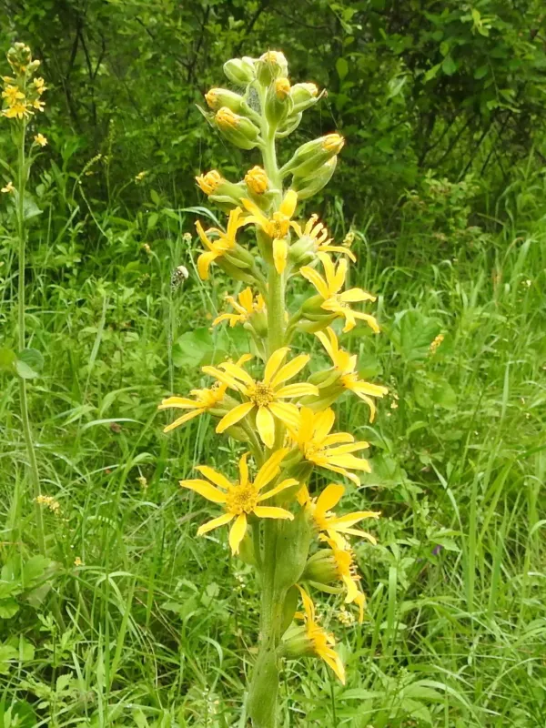 Ligularia fischeri