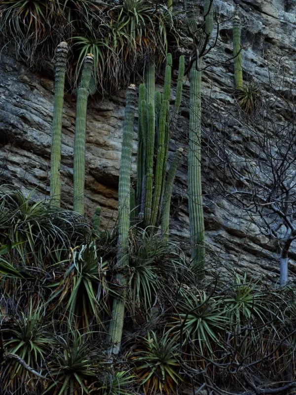 Cephalocereus apicicephalium