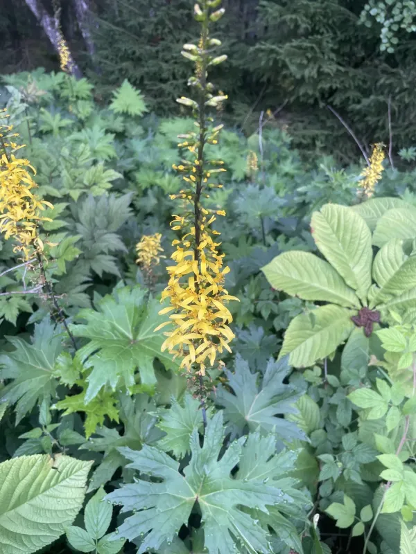Ligularia przewalskii