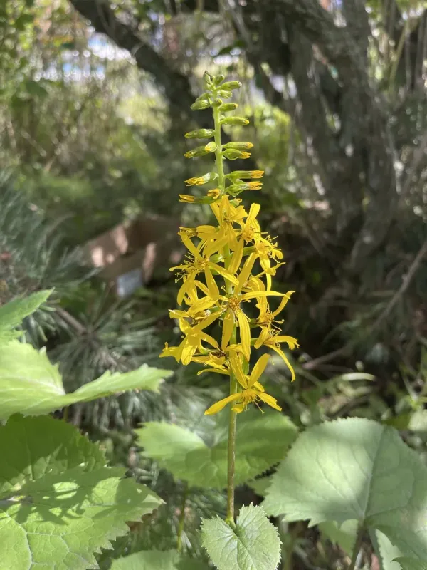 Narrow-headed leopard plant