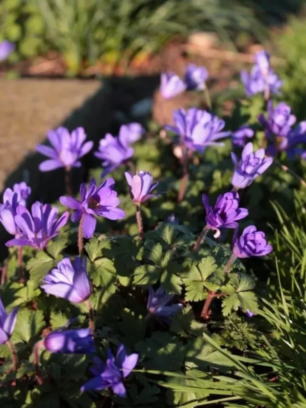 Anemone speciosa