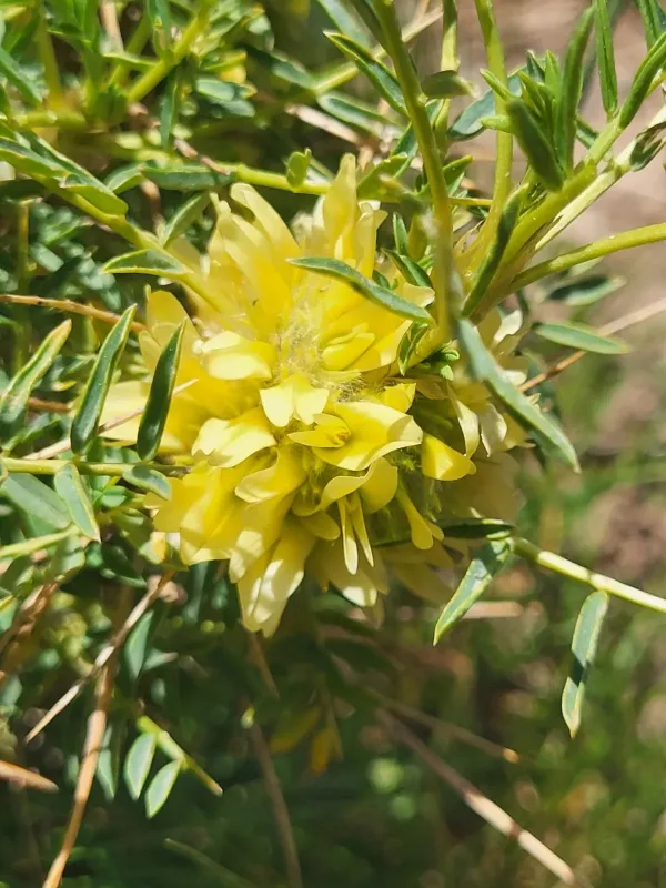 Golden milkvetch