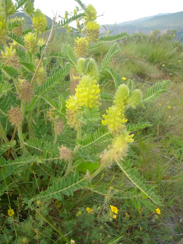 Astragalus maximus