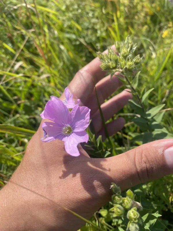 Hypericifolium flax