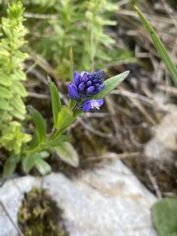 Гірчак альпійський