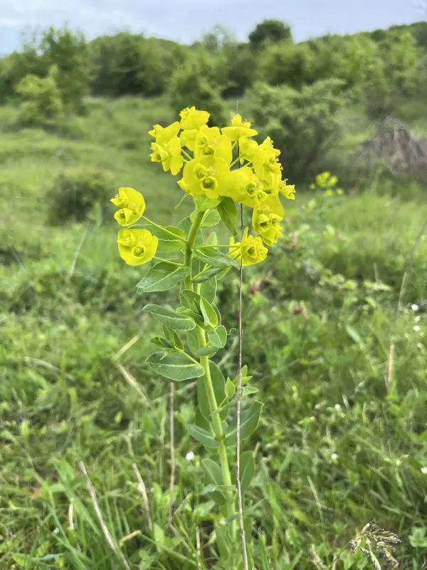 Georgian spurge
